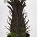 Искусственное растение Engard Cycas Palm, 60 см