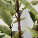 Искусственное растение Engard Фикус, 110 см