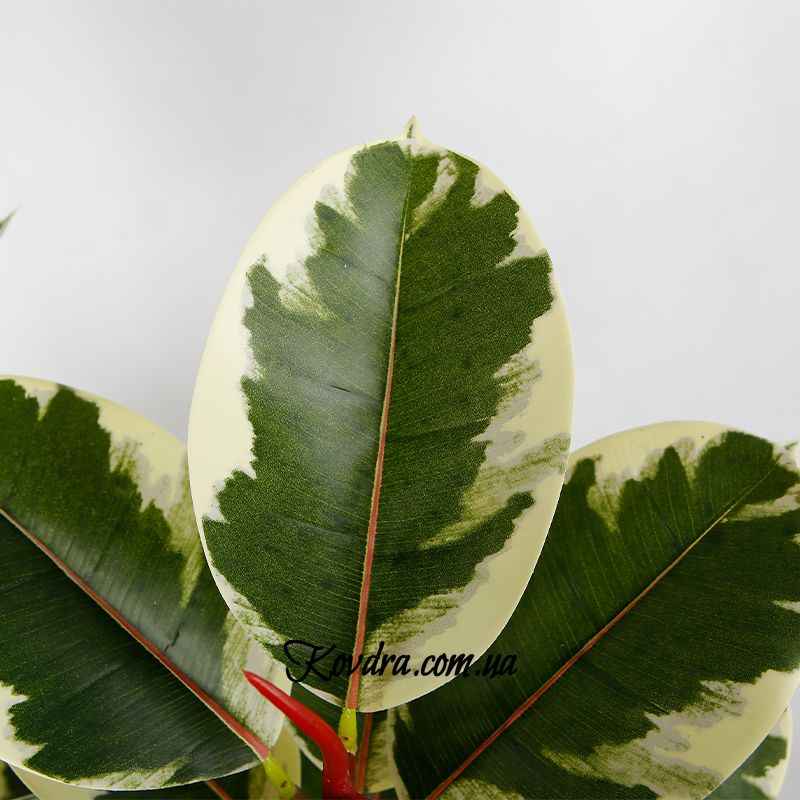 Искусственное растение Engard Фикус, 110 см
