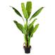 Искусственное растение Engard Banana Tree, 140 см