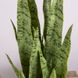 Искусственное растение Engard Sansevieria, 65 см